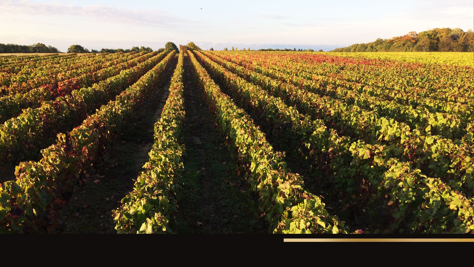 Domaine Jean-Marc Toussaint